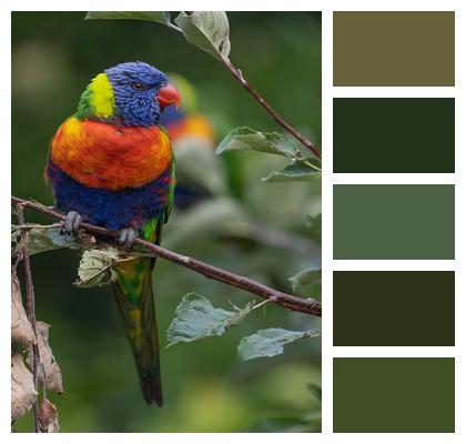 Parrot Rainbow Lorikeet Bird Image